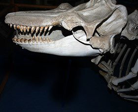 Killer Whale Trail - Attractions Brisbane 3