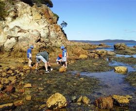 Sapphire Coast Marine Discovery Centre - Attractions Brisbane 0