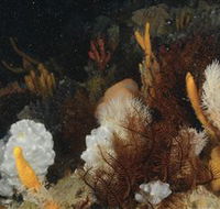 Point Hicks Marine National Park - Attractions Brisbane