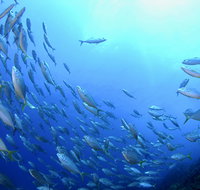 Cape Byron Marine Park - Attractions Brisbane