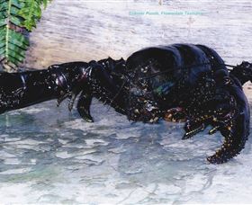 Lobster Ponds - Attractions Brisbane 2