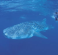 Ningaloo Reef - Attractions Brisbane