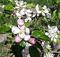 Avro Park Orchards - Attractions Brisbane