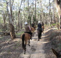 Silver Brumby Trails - Attractions Brisbane