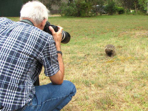 Echidna Walkabout Nature Tours - Attractions Brisbane 5