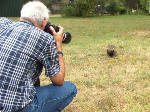 Echidna Walkabout Nature Tours - Attractions Brisbane 10