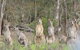 Echidna Walkabout Nature Tours - thumb 15