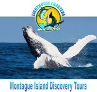 Lighthouse Charters Narooma - Attractions Brisbane