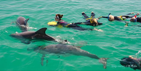Rockingham Wild Encounters - Swim With Wild Dolphins - Attractions Brisbane 2