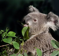 Koala Transfers - Attractions Brisbane