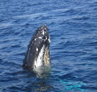 Jervis Bay Whales - Attractions Brisbane