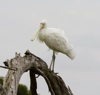 Melbourne Birding Tours - Attractions Brisbane