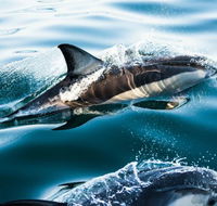 Dolphin Swim Australia - Attractions Brisbane