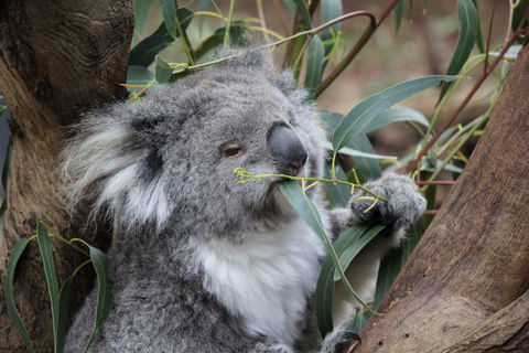 Oceania Tours And Safaris - Attractions Brisbane 2