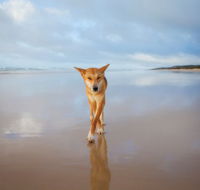 Fraser Island Adventure Tours - Attractions Brisbane