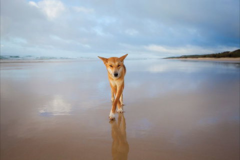 Fraser Island Adventure Tours - Attractions Brisbane 3