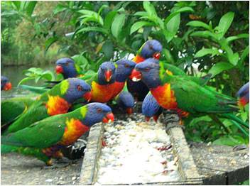 Mondrook Garden Cafe & Gallery - Attractions Brisbane 2