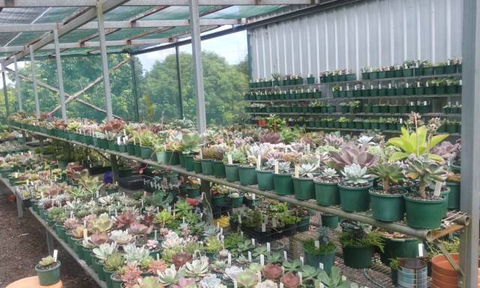 Summerland Aquarium - Attractions Brisbane 0