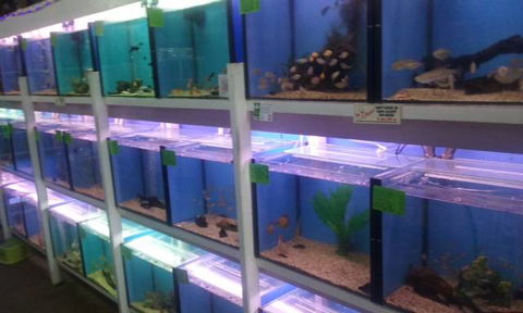 Summerland Aquarium - Attractions Brisbane 1