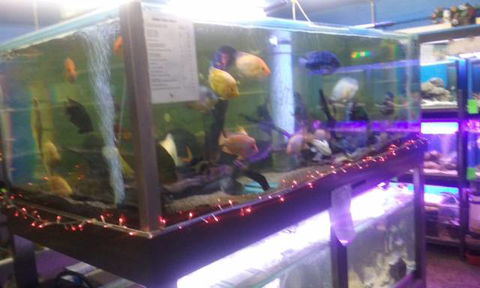 Summerland Aquarium - Attractions Brisbane 2