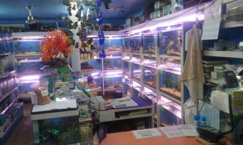 Summerland Aquarium - Attractions Brisbane 3