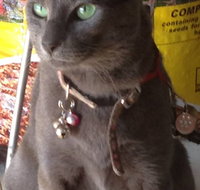 Pets and Saddles - Attractions Brisbane