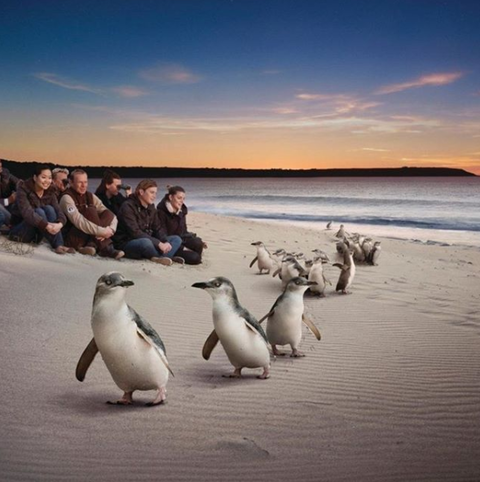 Down Under Thrills - Attractions Brisbane 0