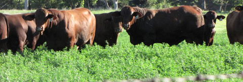 Quirindi Grain And Produce - Attractions Brisbane 3