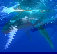 Dunsborough Whale Watching Eco Tour - Attractions Brisbane