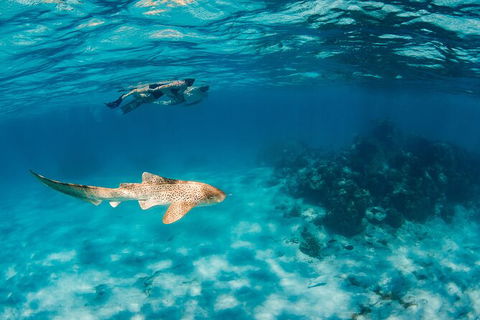 Turtle Eco Adventure Tour In Exmouth - Attractions Brisbane 5