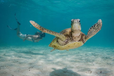 Turtle Eco Adventure Tour In Exmouth - Attractions Brisbane 6