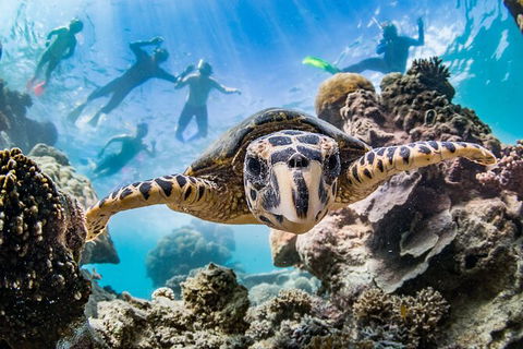 Turtle Eco Adventure Tour In Exmouth - Attractions Brisbane 2