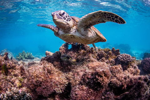 Turtle Eco Adventure Tour In Exmouth - Attractions Brisbane 3
