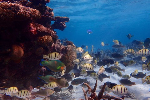 Lagoon Explorer - Ningaloo Reef Full-Day Kayaking And Snorkeling Adventure - Attractions Brisbane 6