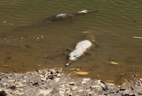 Windjana Gorge And Tunnel Creek 4WD Tour From Broome - Attractions Brisbane 11