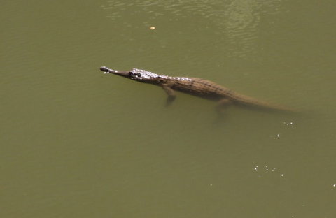 Windjana Gorge And Tunnel Creek 4WD Tour From Broome - Attractions Brisbane 12