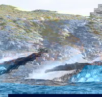 Jet Boat Whale Watching Safari from Dunsborough - Attractions Brisbane