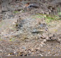 Nocturnal Wildlife Tour from Busselton or Dunsborough - Attractions Brisbane