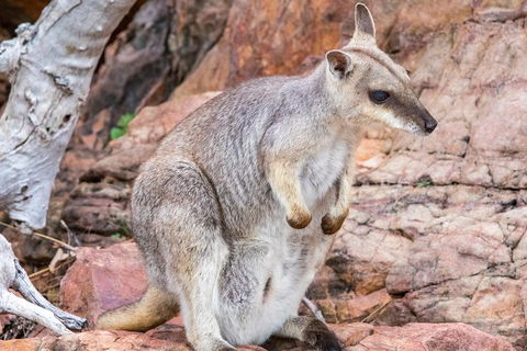 Lake Argyle Sunset Magic Cruise Departing Kununurra - Attractions Brisbane 3