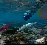 3 Night Ningaloo Reef Snorkel and Dive Getaway from Coral Bay - Attractions Brisbane
