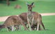 Half-Day Yanchep National Park & Crystal Cave - thumb 0