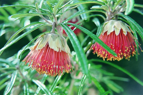 Half-Day Yanchep National Park & Crystal Cave - Attractions Brisbane 1