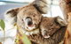 Half-Day Yanchep National Park & Crystal Cave - thumb 3