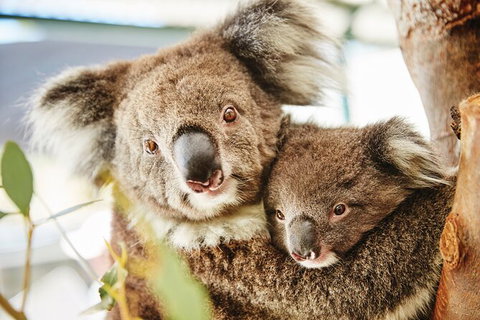 Half-Day Yanchep National Park & Crystal Cave - Attractions Brisbane 3