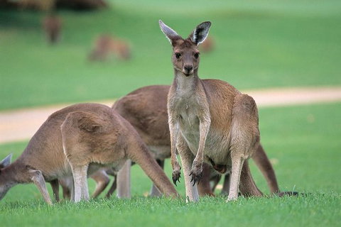Half-Day Yanchep National Park & Crystal Cave - Attractions Brisbane 2