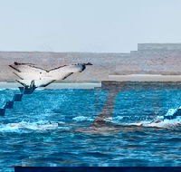 Ningaloo Reef Eco Tours - Attractions Brisbane