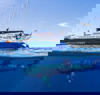 Ningaloo Whale Shark Swim on a Luxury Sailing Catamaran - Attractions Brisbane