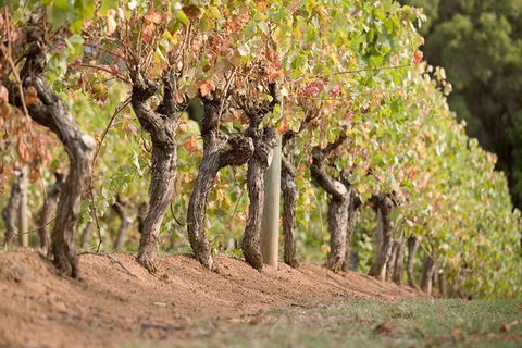 Vasse Felix Winery Tour And Tasting - Attractions Brisbane 3