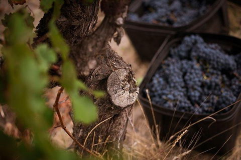 Vasse Felix Winery Tour And Tasting - Attractions Brisbane 4