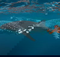 Ningaloo Reef Whale Shark Snorkeling Adventure Apr-July - Attractions Brisbane